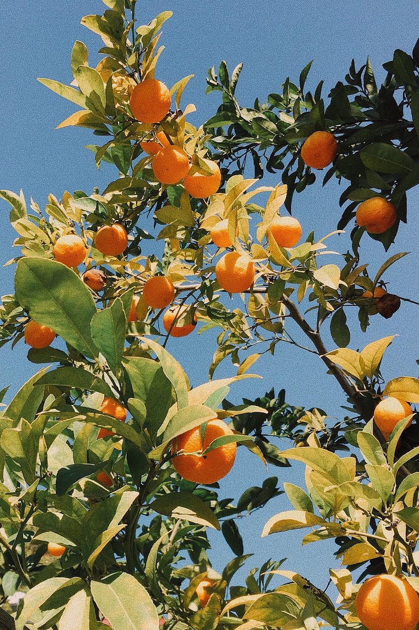 Samah Elhassan o vintage//estetyce. Pomarańczowa estetyka, drzewo pomarańczowe Tapeta na telefon HD
