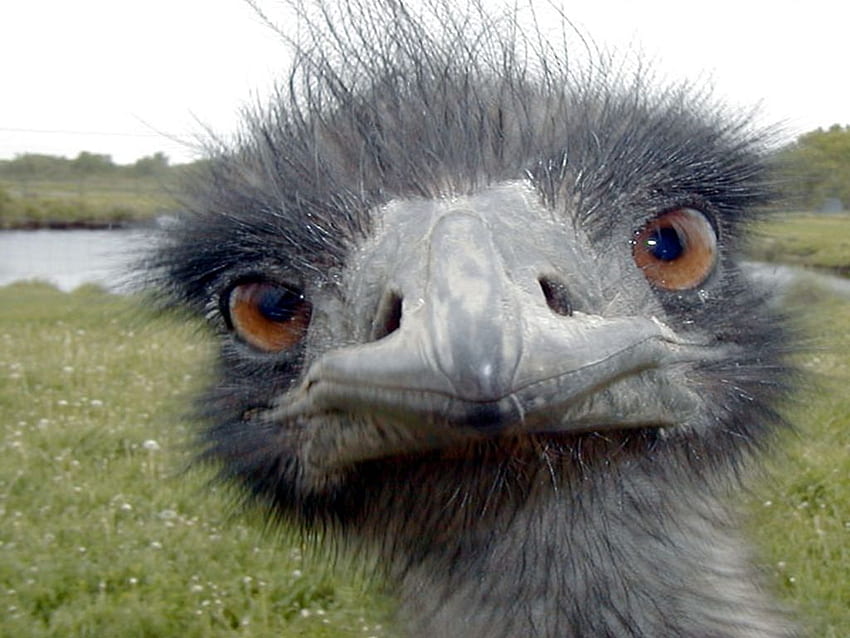 Love that face ( put it as a it will cheer up your day). Animals beautiful, Cute animal , Animals, Funny Ostrich HD wallpaper