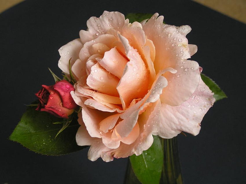 Rose, Blumen, Pfirsich, Knospe HD-Hintergrundbild