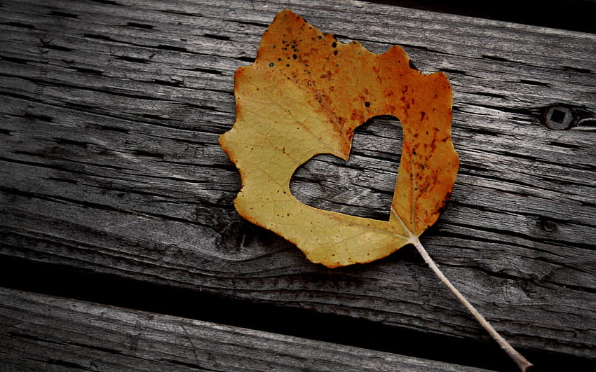 jesień miłość, grafika, upadek, kolory, martwa natura, zbliżenie, drewno, miłość, jesień, liść, romantyczny, serce Tapeta HD