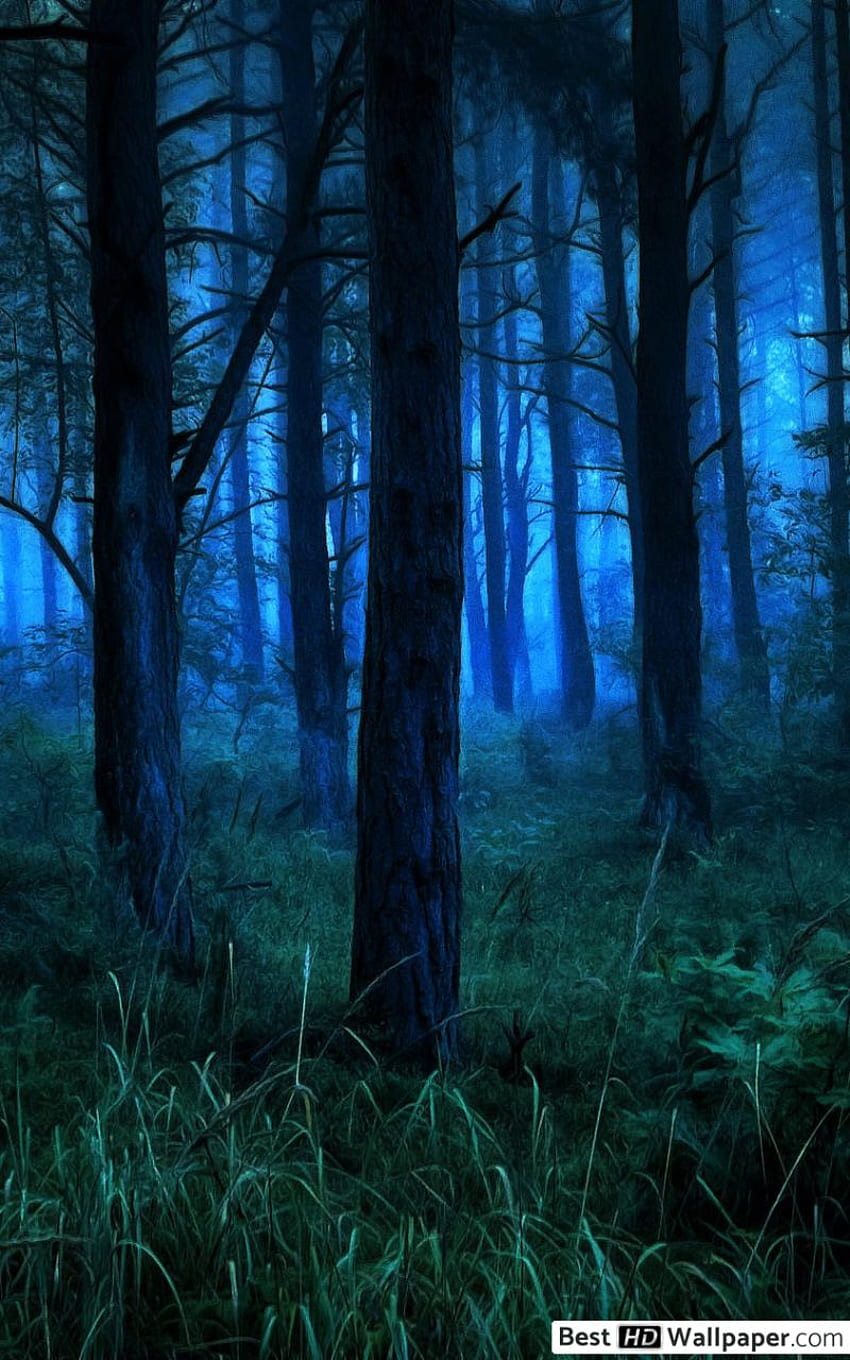 Dark and Misty Forest at Night, Dark Nature Samsung HD phone wallpaper