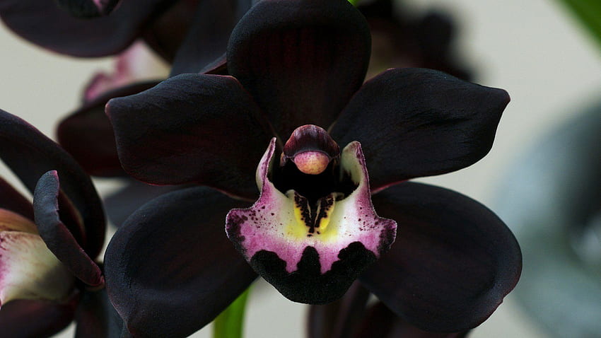 Czarny Orchidea Kwiat Tapeta HD
