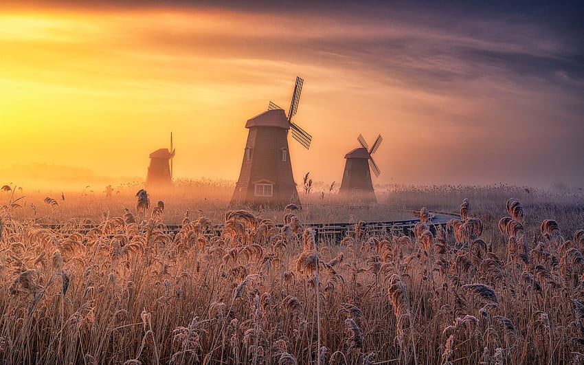 Windmills, windmill, fog, morning, sunset HD wallpaper