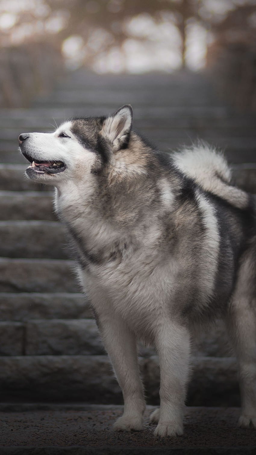Hewan / Malamute Alaska () Seluler . Malamute Alaska, Anjing lucu , Ras anjing cantik, Husky wallpaper ponsel HD