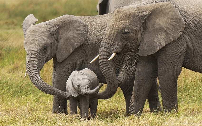 Elephants With Cute Little Baby Elephant Background, Cute Colorful Elephant HD wallpaper