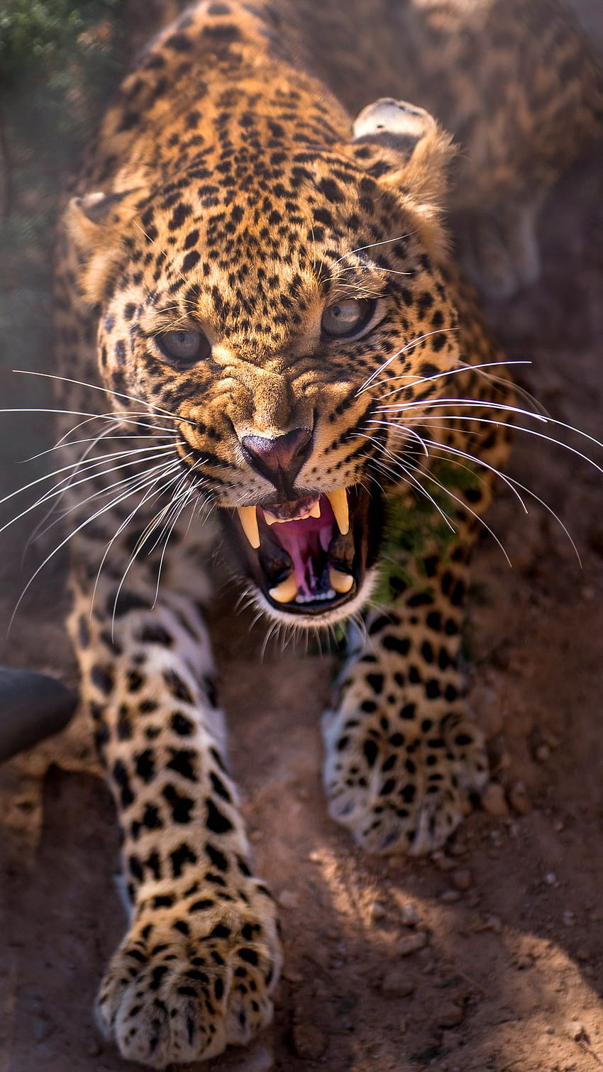 Leopardo arrabbiato iPhone 6S Plus, ghepardo Sfondo del telefono HD