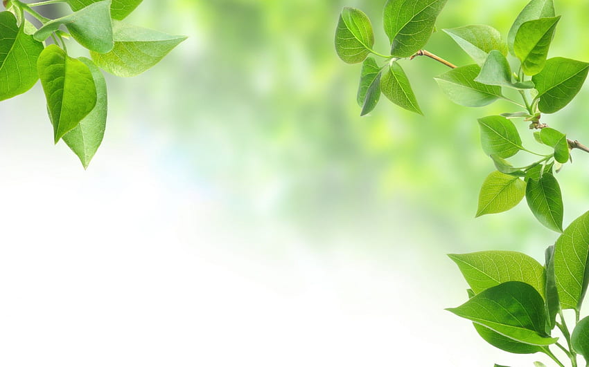 Green leaves background HD wallpaper