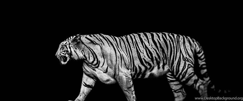 黒と白の虎、3440x1440 動物 高画質の壁紙
