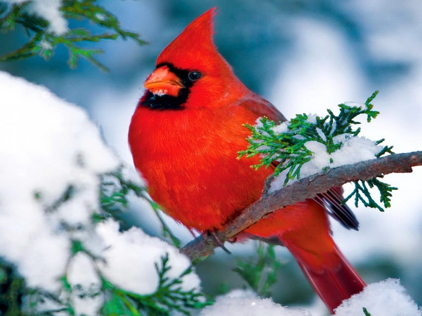 Зимен кардинал, зима, покрито, скреж, замръзнало, птица, студено, красиво, хубаво, дърво, сняг, червено, клони, природа, прекрасен HD тапет