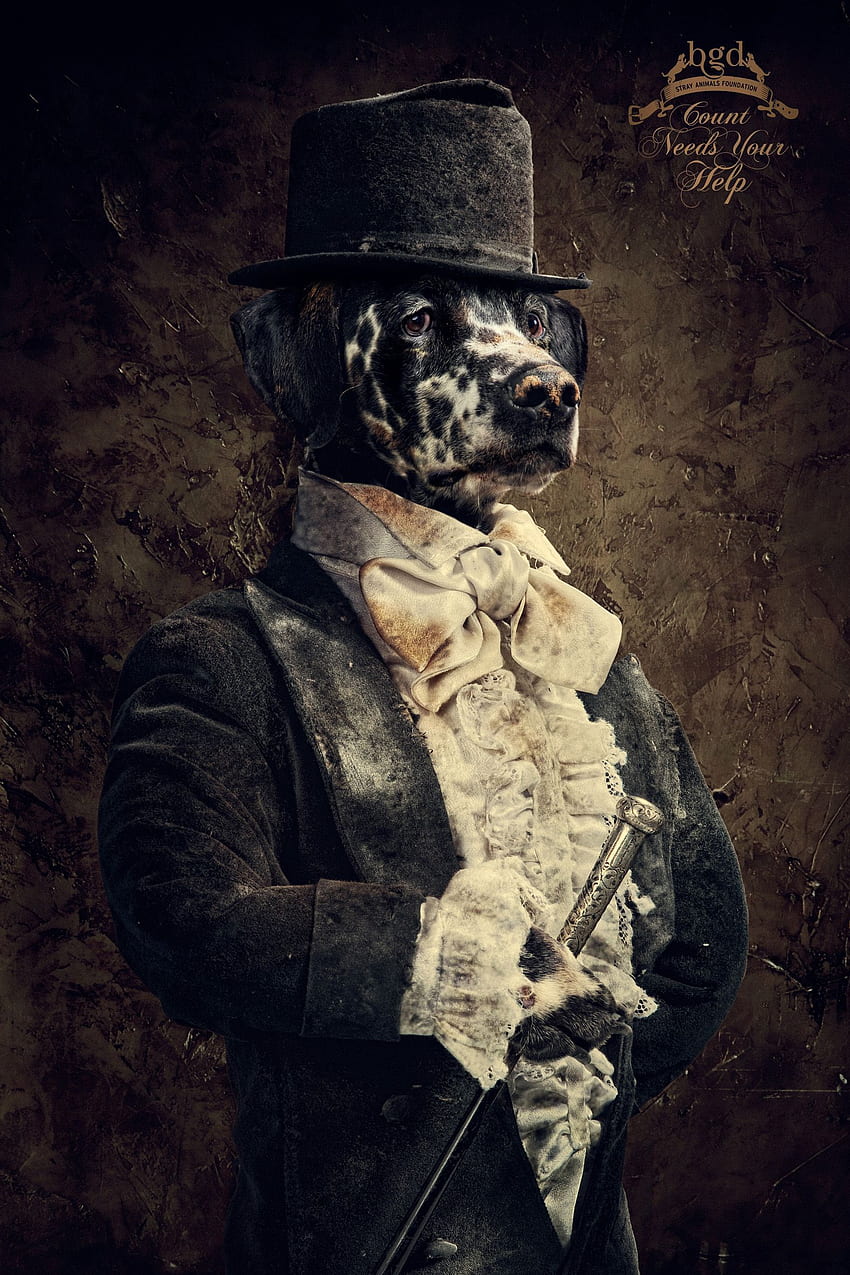 kostum, jas, anjing, pria, anjing, topi, The Gentlemen wallpaper ponsel HD