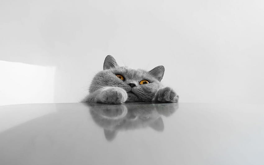 แมวตลกอ้วนสีเทาและ [] สำหรับมือถือและแท็บเล็ตของคุณ สำรวจแมวอ้วน แมวอ้วน อ้วน อ้วน วอลล์เปเปอร์ HD
