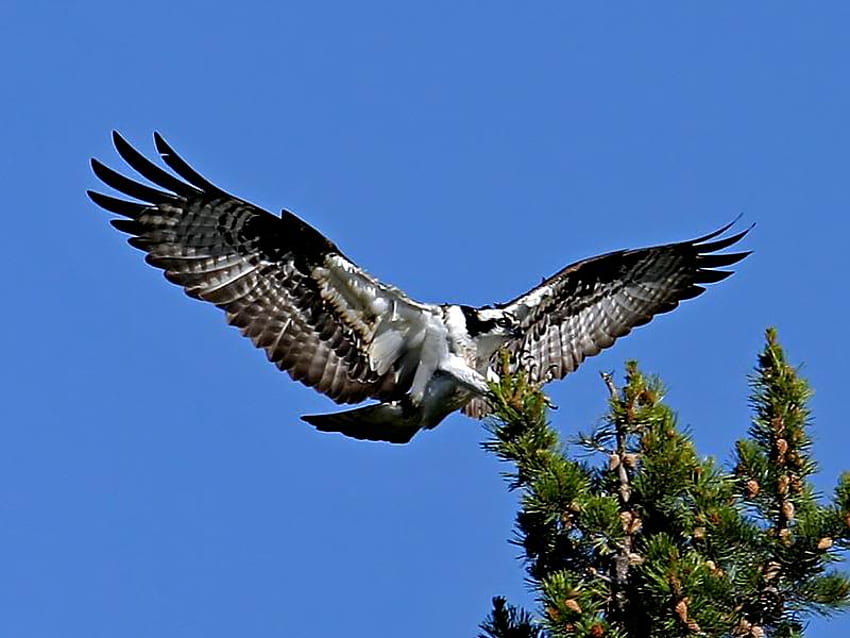 Fischadler-Landung, Fischadler, Himmel, Vogel, Baum HD-Hintergrundbild