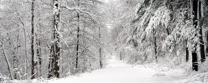 hiver, nature, arbres, neige, forêt, panorama, blancheur Fond d'écran HD