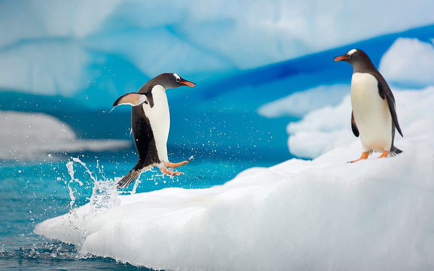 Animais, Pinguins, Gelo, Neve, Casal, Par, Salto, Salto, Ártico, Antártica papel de parede HD