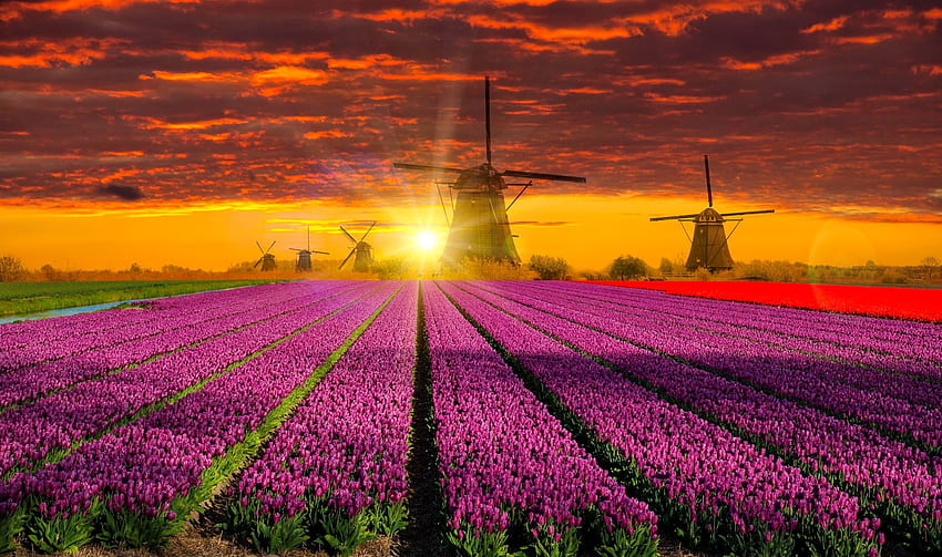 Holland mill, windmill, dutch, beautiful, tulips, fiery, field, clouds, flowers, Holland, sky, netherland, sunset HD wallpaper