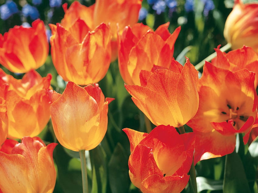 Kwiaty, Tulipany, Makro, Klomb, Kwietnik, Wiosna Tapeta HD