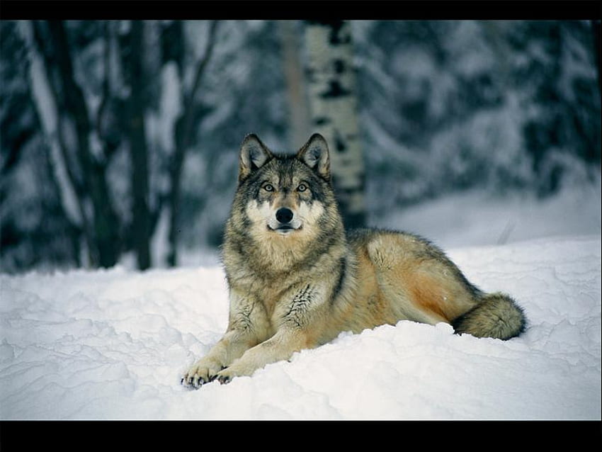 GREY WOLF IN THE SNOW , 로키를 위한 눈 속의 늑대 HD 월페이퍼