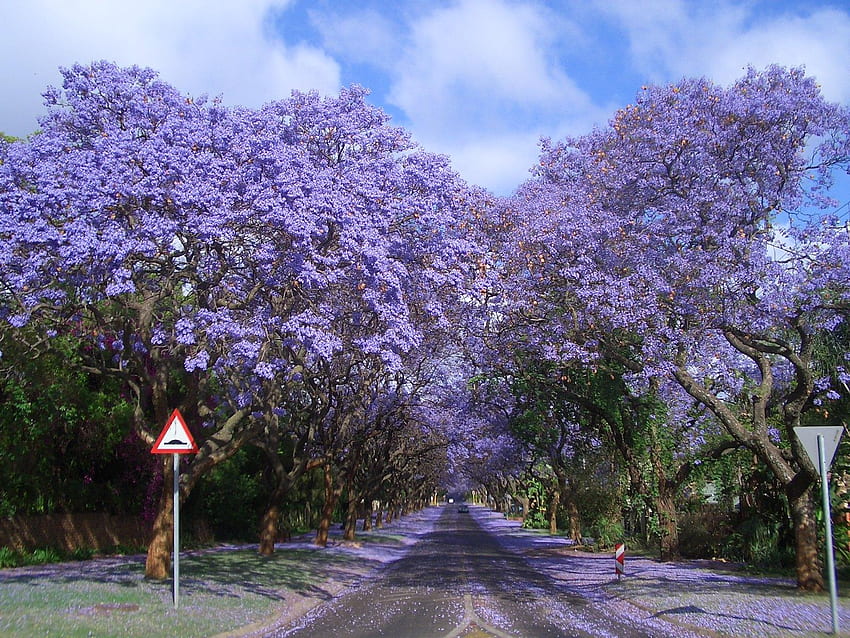 Jacaranda Lane, синьо, дървета, пролет, цвят HD тапет