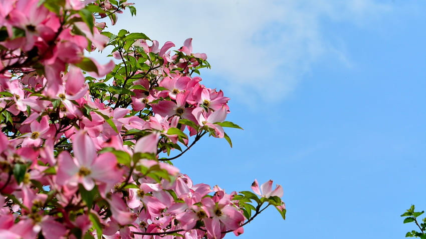 Dereń Tag: Kwiaty Wiosna Pełen Dereń Biały Bloom, Dereń Drzewo Tapeta HD