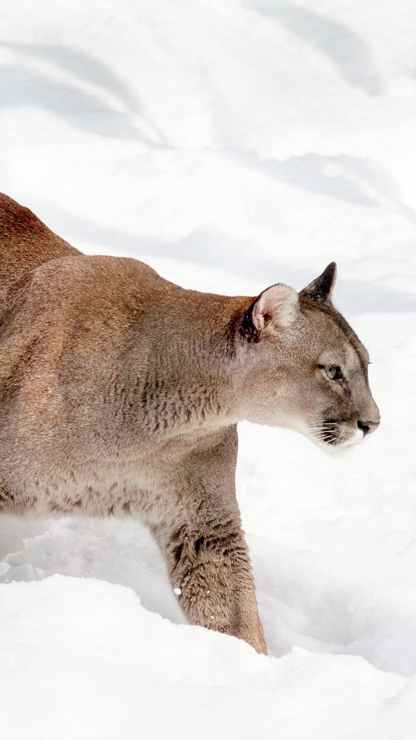 Cougar in Snow - iPhone, Android & Background, Puma HD phone wallpaper