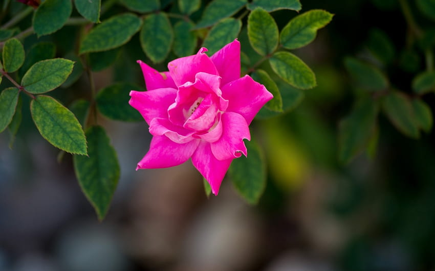 Mawar, musim panas, merah muda, hijau, trandafir Wallpaper HD