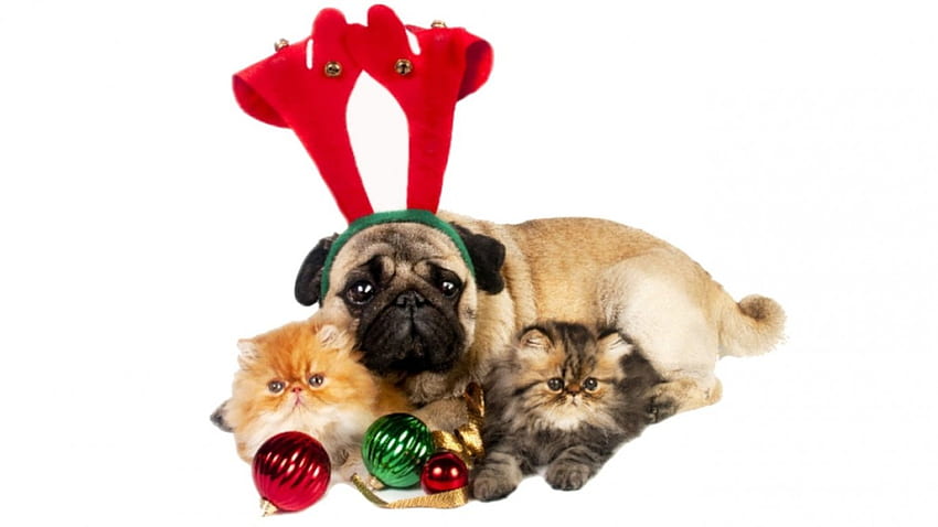 Christma Dog & Cat, dogs, cats, animals, christmas HD wallpaper