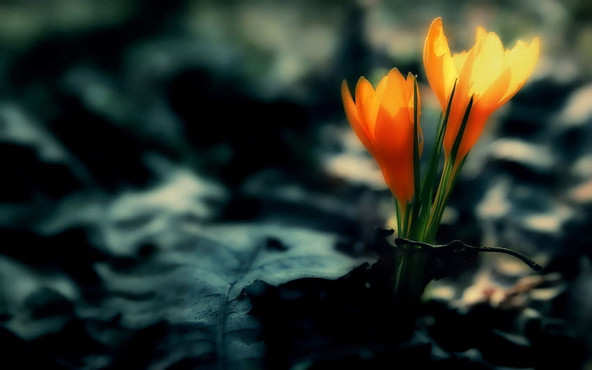 ดอกไม้ ใบไม้ ความมืด ดอกดิน วอลล์เปเปอร์ HD