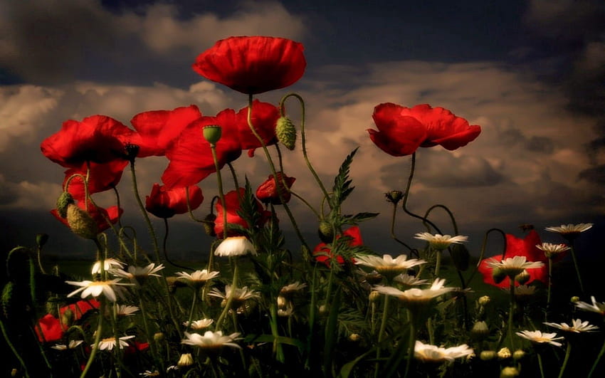 Flowers, Sky, Poppies, Clouds, Camomile, Evening, Polyana, Glade HD wallpaper