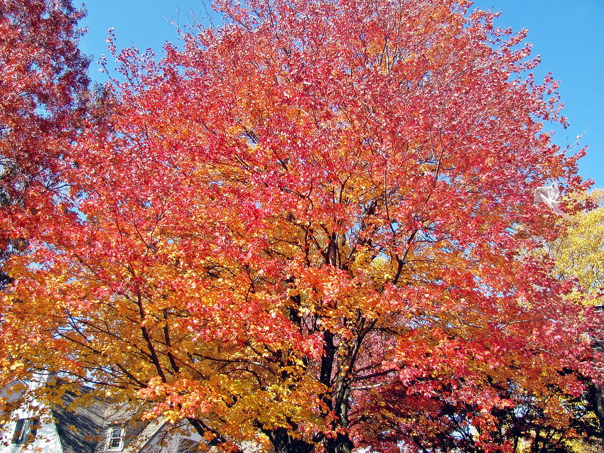 美しい秋の景色、美しい秋、美しい秋の日、紫の木、美しい秋の風景、秋の橋、赤い木々、紫の秋、秋の日、紅葉、オレンジの木、紅葉、秋の色、秋の森、秋の色、秋 土地, 美しい秋, 秋の日, 紫の秋, ニューイングランドの秋の色, 秋の森, ピンクの秋, 秋の道, ピンクの秋, 秋の風景, 秋の風景, 紅葉, 秋の橋, 秋, 美しい秋の日, 秋の湖, 秋 , 秋の風景, 美しい秋の風景, 紅葉, 秋の湖, ニュー イングランド, 秋の木々, 秋の木々 高画質の壁紙