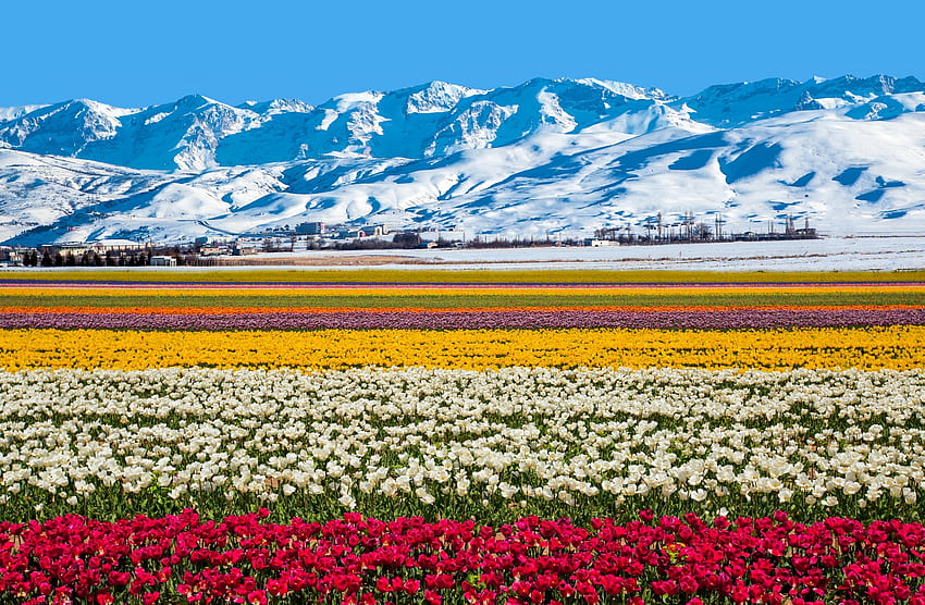 Field of flowers near the snowy mountains, awesome, Australia, colors, nice, scenery, snow, mountains, scenario, white, snowy, cold, landscape, iolet, panorama, purple, fields, nature, mounts, blue, agriculture, scenic, e, amazing, paysage, scene, plantation, beautiful, pink, red, yellow, paisagem, cool, sky, flowers HD wallpaper