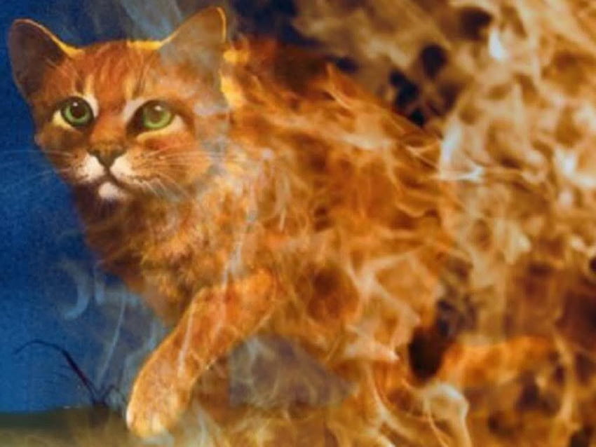 Warrior Cats Firestar, Leafpool HD wallpaper | Pxfuel