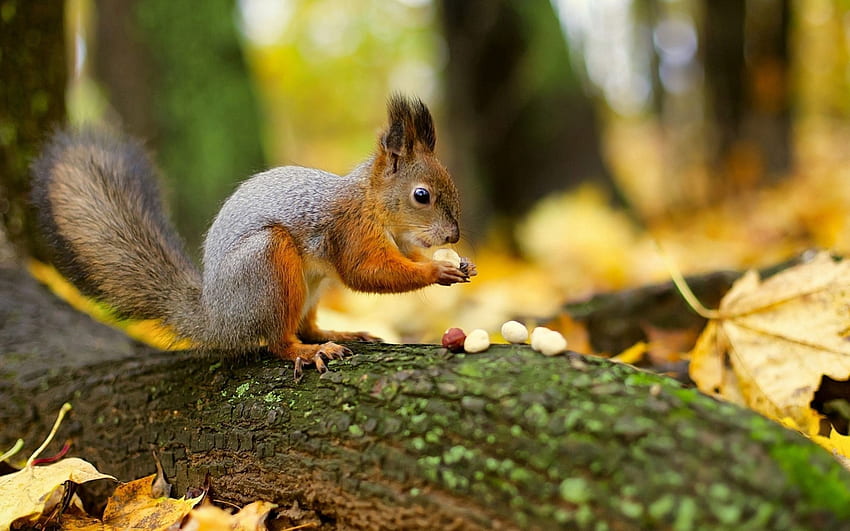 Animals, Squirrel, Nuts, Forest HD wallpaper