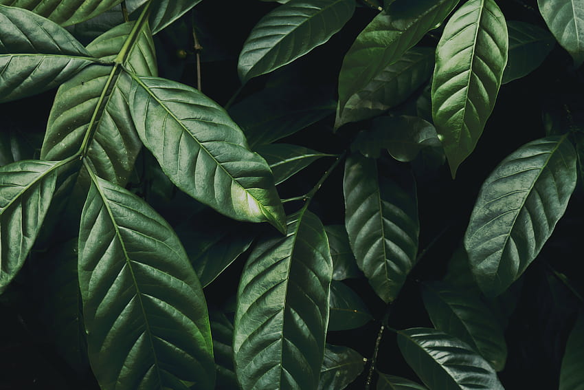 Natur, Blätter, Pflanze, Zweig, glänzend, dunkelgrün HD-Hintergrundbild