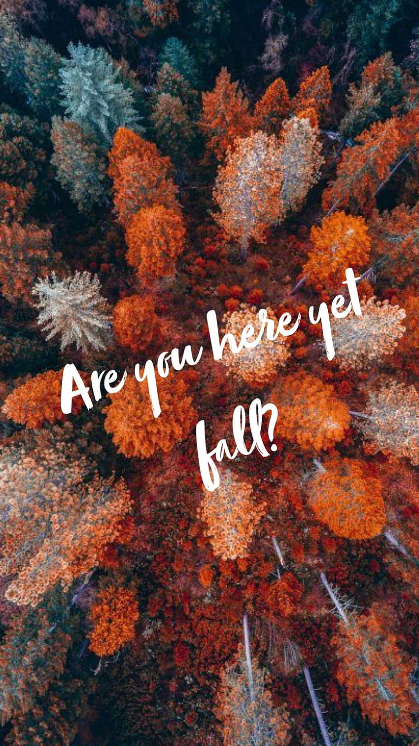 Autumn I Love You Best Of Are You Here Yet – Birds, Eyes Aesthetic HD-Handy-Hintergrundbild