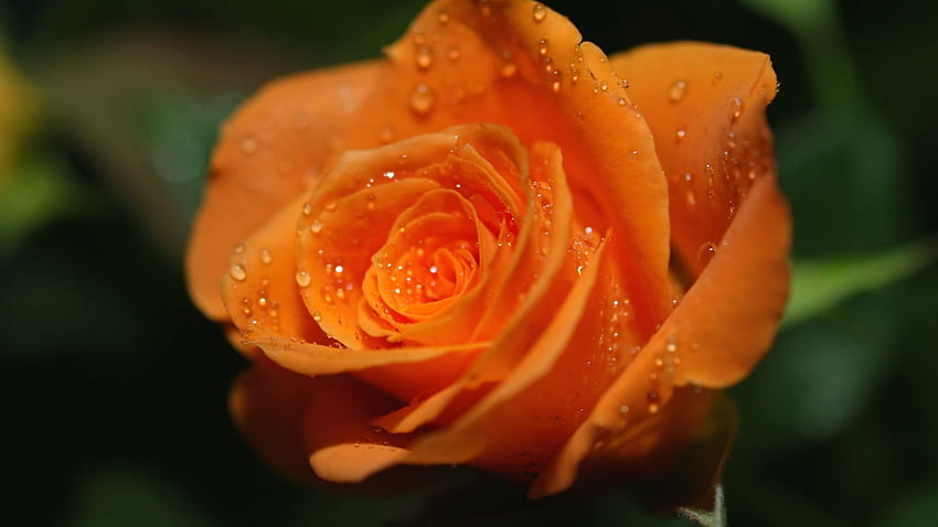 Orange Rosa, gotas, flores, rosa, brilhante papel de parede HD