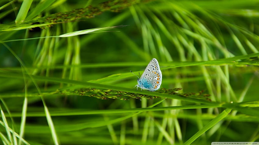 Schmetterling, Insekt, Flutterby, Schmetterlingsfossilien stammen aus 56 Millionen Jahren, Lepidoptera, Schmetterlingsfossilien stammen aus HD-Hintergrundbild