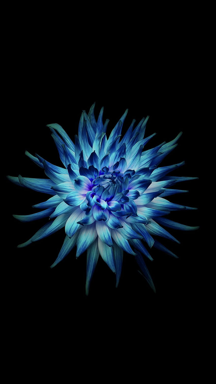 Синьо цвете, Тъмен фон, Черен, Huawei Mate 10, Stock, , Цветя,. за iPhone, Android, мобилни устройства и тъмно сини цветя HD тапет за телефон