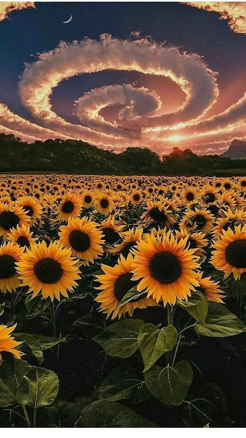 Girasol, Adorable Flor Amarilla fondo de pantalla del teléfono | Pxfuel