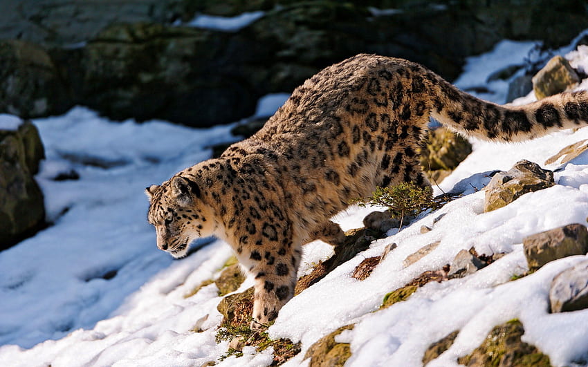 Animals, Snow Leopard, Snow, Elevation HD wallpaper
