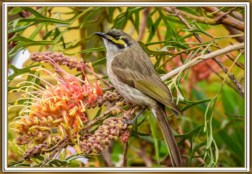 YELLOW-FACED HONEYEATER, NATURE, , ANIMAL, BIRD HD wallpaper