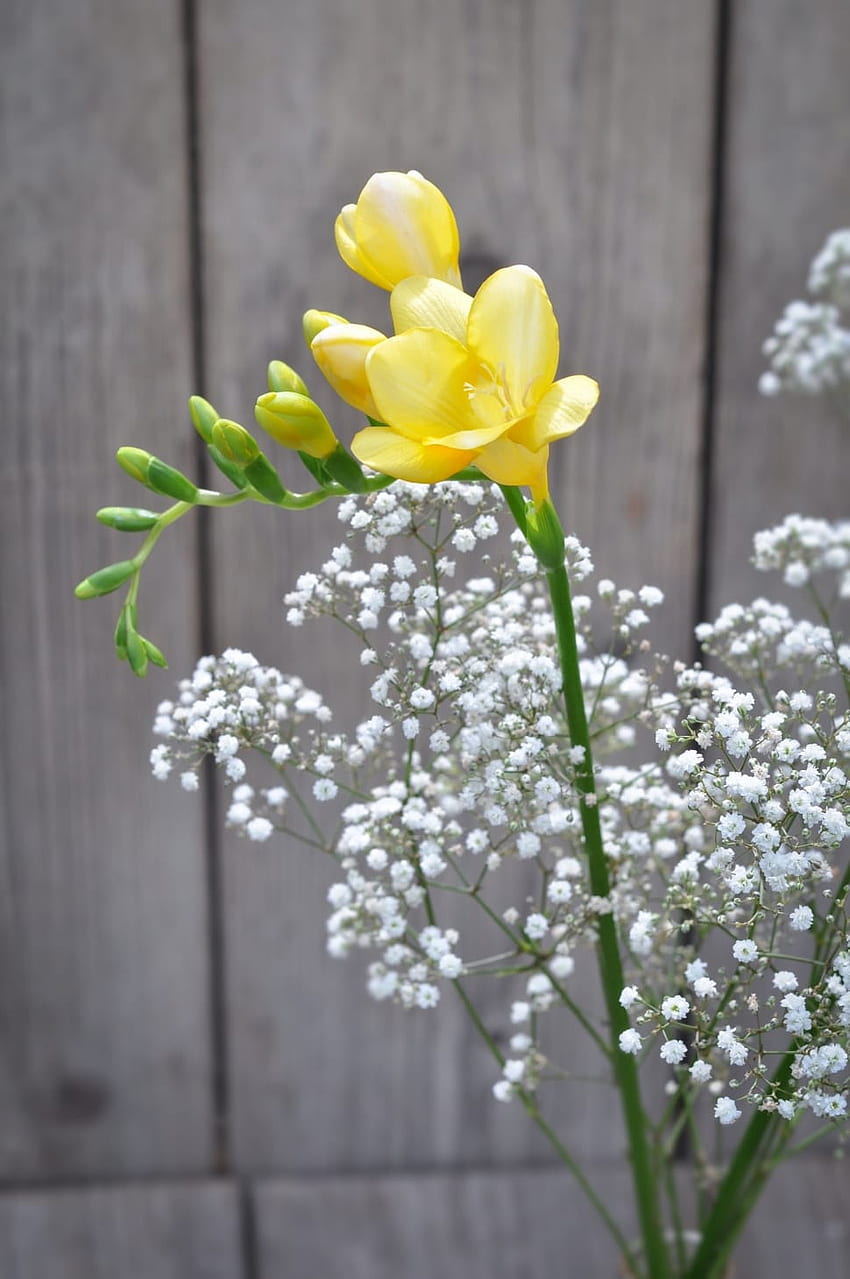 yellow sia and baby's breath HD phone wallpaper