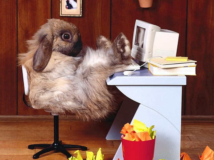 Funny, Animals, Rodents, Rabbits HD wallpaper