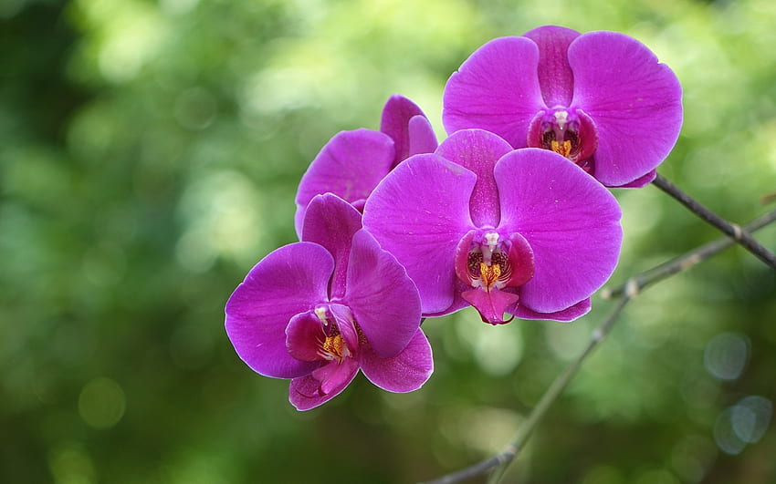orquídea, rosa, natureza, flor papel de parede HD