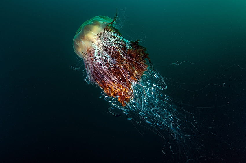 natureza embaixo da agua animais marinhos peixe medusa profundo papel de parede HD