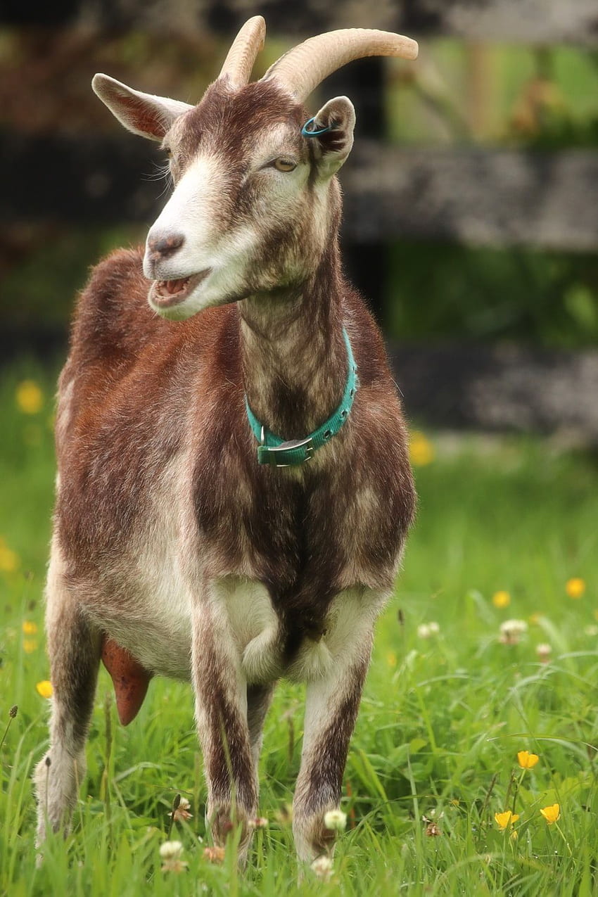 Goat With Horns HD phone wallpaper | Pxfuel