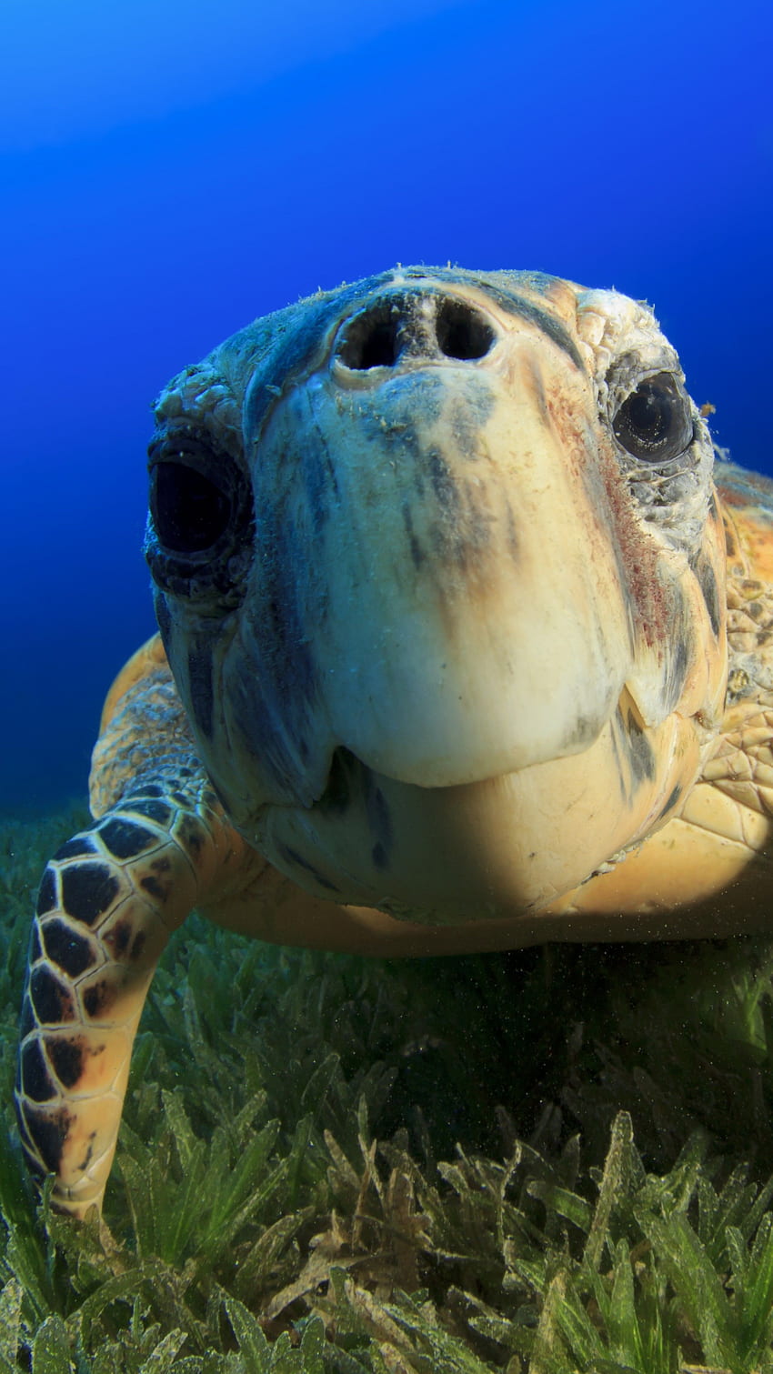 Funny Turtle, Funny Underwater HD phone wallpaper