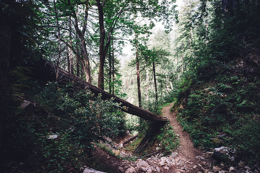 Natura, Drzewa, Las, Ścieżka Tapeta HD