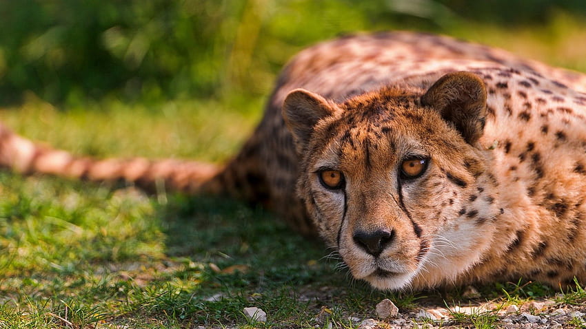 Tiere, Gepard, hinlegen, liegen, Predator HD-Hintergrundbild