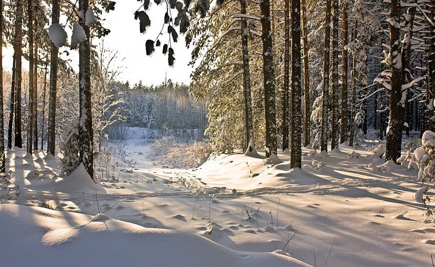 冬、水晶、平和、静けさ、素敵、雪片、絵画、雪、雪が降る、木々、白、霜、凍った、斜面、道、家、階段、深い、寒さ、美しい、山、小屋、橋、雲、自然、 空、コテージ、美しい、静けさ、森、村 高画質の壁紙