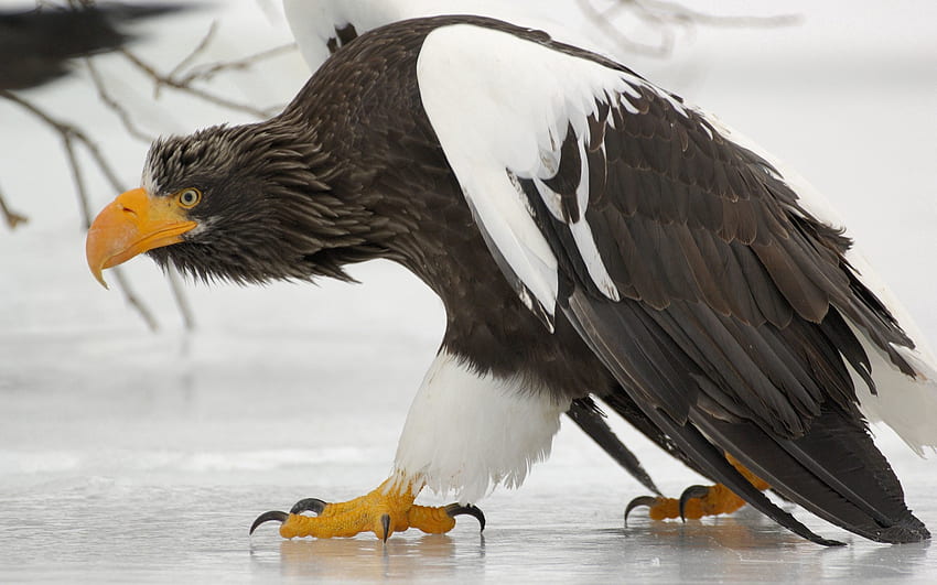 สัตว์ น้ำแข็ง นก พรีเดเตอร์ กริฟฟิน วอลล์เปเปอร์ HD